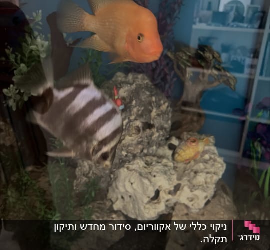 אקווריום מעוצב ומתוחזק עם דגים, סלעים וצמחייה מלאכותית